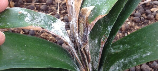 Mealybug On Phormium