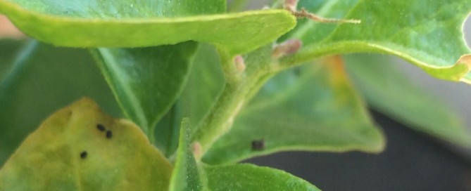 Bougainvillea Looper