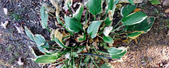 Hosta After Transplaning