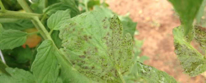 Bacterial Leaf Spot Or Tomato Leaf Spot