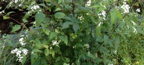 Joe Pye Weed  White