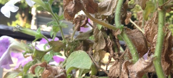 Petunia Problem And Insects