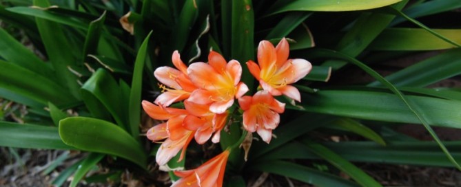 Clivia