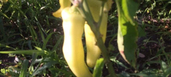 Yellow Peppers