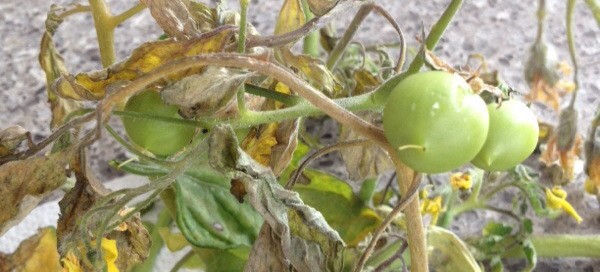 Fusarium Wilt