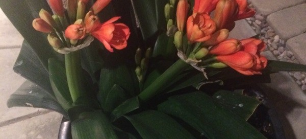 Clivia