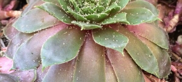 Aphids On Sempervivum