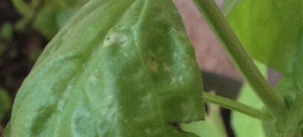 Basil Leaf Spot