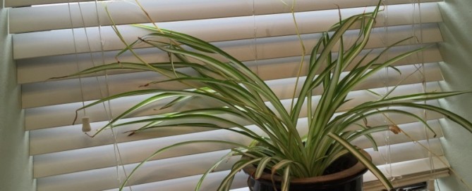 Spider Plant