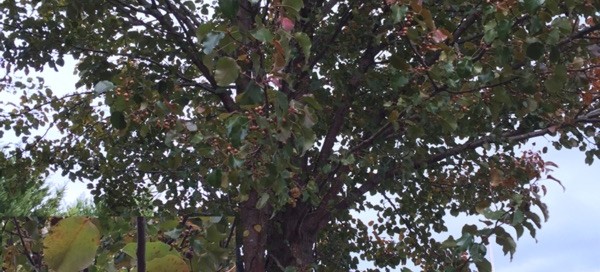 Bradford Pear