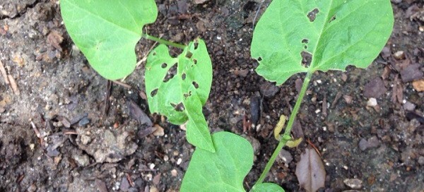 Flea Beetles