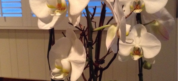 Moth Orchid Care Notes