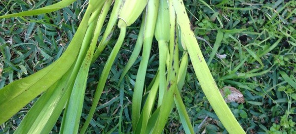 Cymbidium Orchid