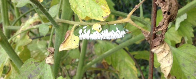 Tomato Hornworm With Parasites