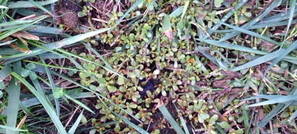 Purslane Or Prostrate Spurge