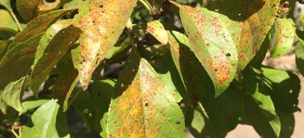 Rust On Plum Leaves