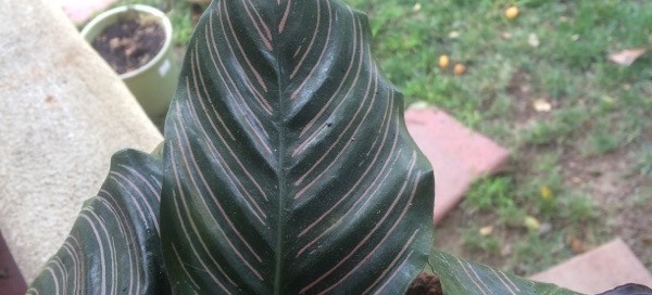 Calathea