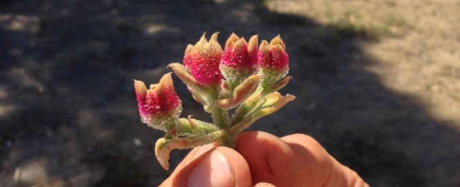 Crystalline Ice Plant  Common Ice Plant