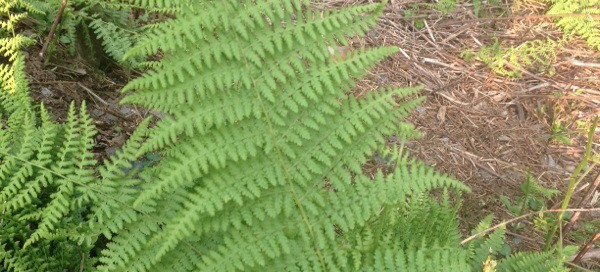 Hayscented Fern