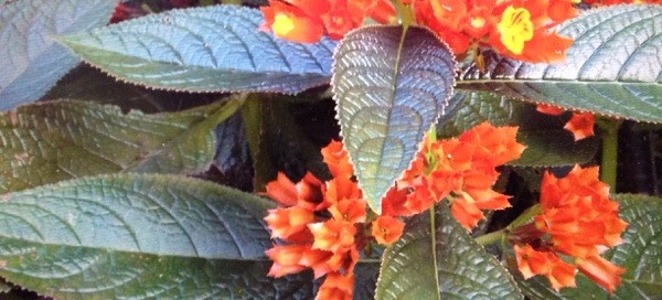 Lantana Hybrid