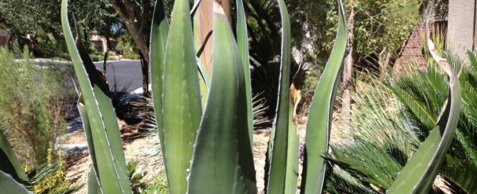 Agave