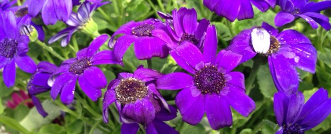 Cineraria