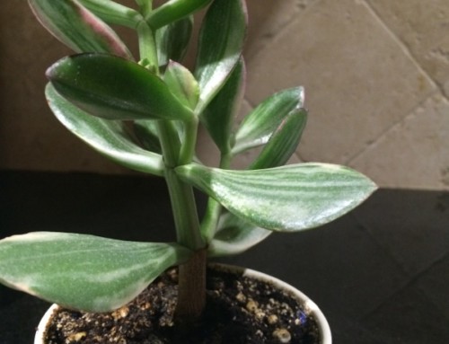 Variegated Jade Plant