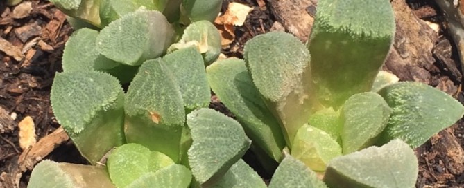 Crystalline Haworthia