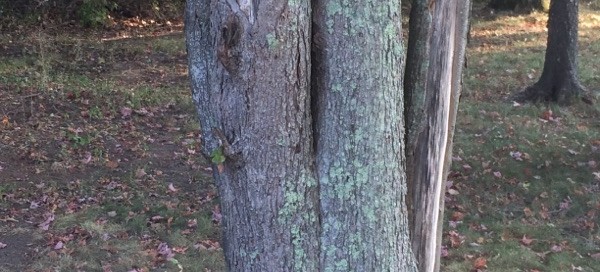 Maple Bark With Lichen