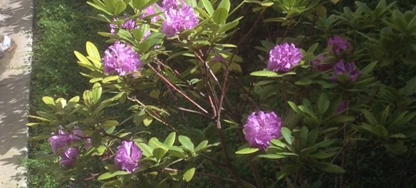 Rhododendron