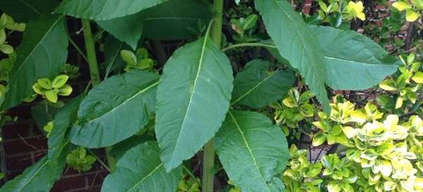 Milkweed Or Pokeweed