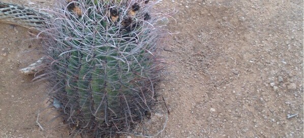 Arizona Fishhook Barrel Cactus