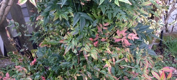 Nandina Heavenly Bamboo