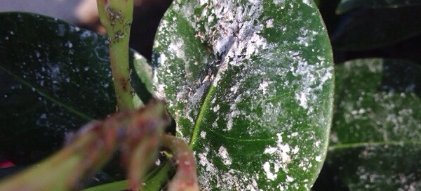 Aphids On Mandevillia