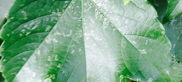 Leaf Miner