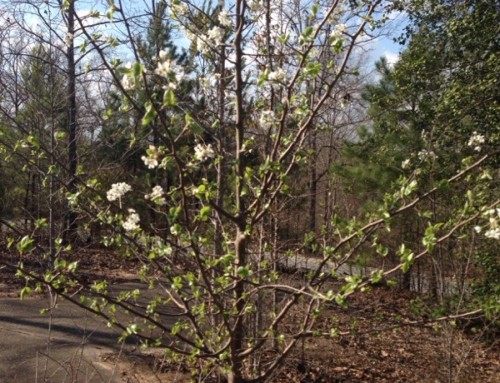 Bradford Pear