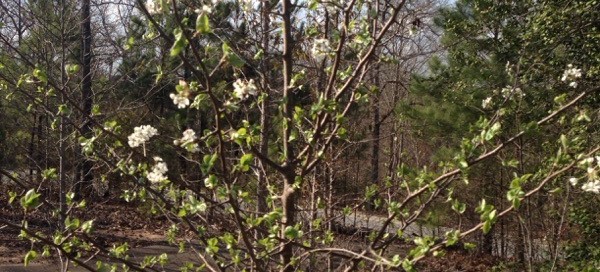 Bradford Pear