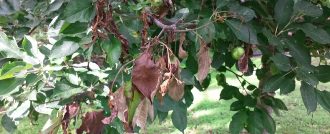 Tree Trunk Damage