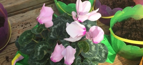 Cyclamen