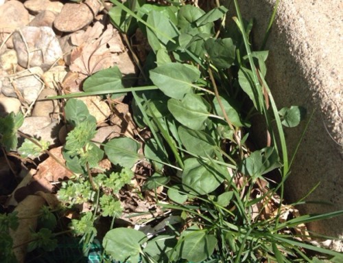 Field Bindweed