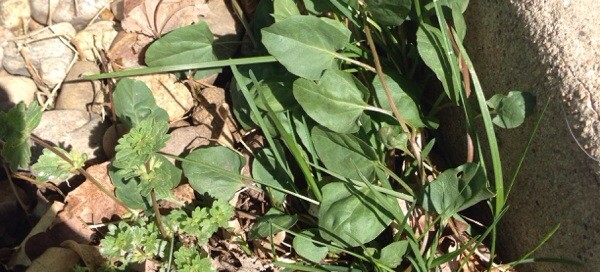 Field Bindweed