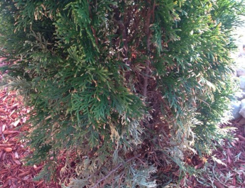 Arborvitae Dieback