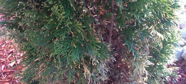 Arborvitae Dieback