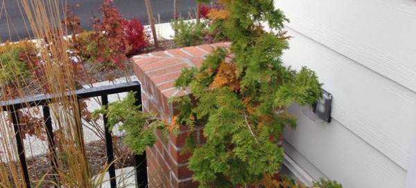 Arborvitae Dieback