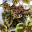 Iron Cross Begonia