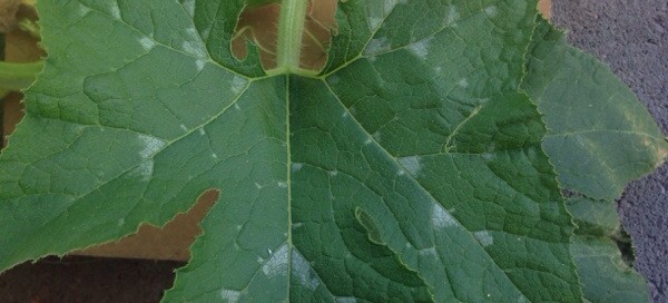 Powdery Mildew On Zucchini