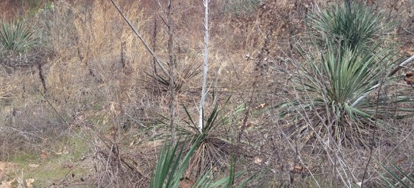 Yucca