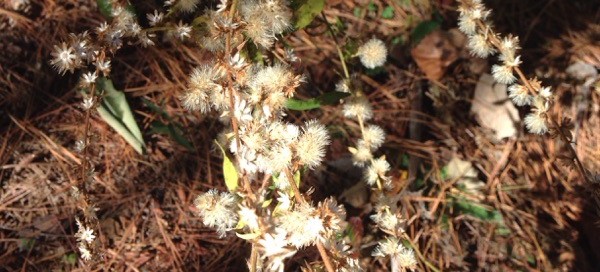 Frost Aster