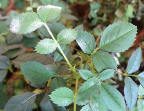 Powdery Mildew On Roses