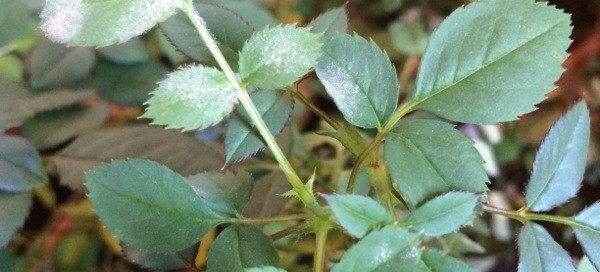 Powdery Mildew On Roses